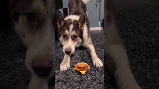 Funny Husky Puppy Singing Cotton Eye Joe Gegagedigedagedago  Husky Puppy Barking shorts husky [upl. by Aralk]