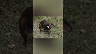 Red Rumped agouti Explained 🐭🔴🌾 ratsciencenaturebirth rodentecologybiologyfriendsfyp1m [upl. by Tteve]