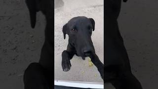 Baccha Party Nah Kutta Party 🤣 dog dogs  sixtyseconds [upl. by Rehctelf]