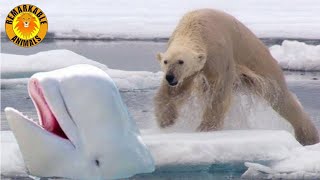 Polar Bear hunts Beluga Whales [upl. by Onabru]