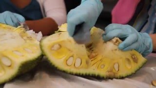 how to peel a jackfruit [upl. by Denn376]