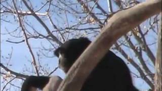 Musical Loud Chorus Of Singing Gibbons [upl. by Yrovi67]