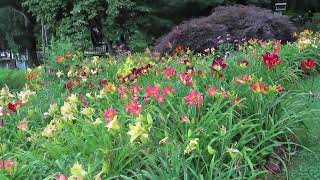 Garden with daylilies at peak bloom 7124 [upl. by Atteuqram]