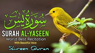 Surah Yaseen l Yasin l part 0499 l Full with Arabic l beautiful recitation l [upl. by Ploss573]