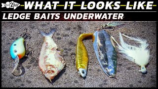 Ledge Baits for Bass Fishing  What They Look Like Underwater [upl. by Cnahc]