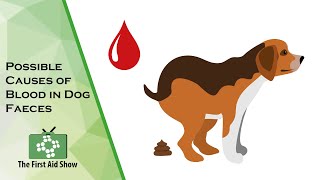 Understanding Blood in Your Dogs Stool Common Causes and Concerns [upl. by Aitnohs]