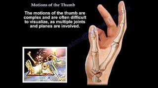 Motions Of The Thumb  Everything You Need To Know  Dr Nabil Ebraheim [upl. by Henke96]