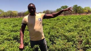 Growing chilli in Machindu Village Chiredzi South [upl. by Harvard264]