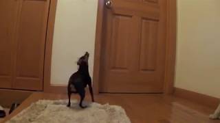 Barking Miniature Pinscher [upl. by Los539]