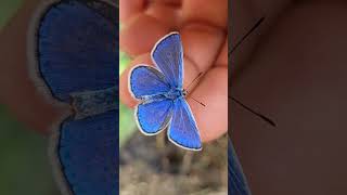 Common Blue  Polyommatus icarus [upl. by Queridas]