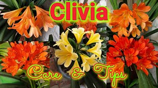 Clivia  Care and Growing Tips [upl. by Tiffany623]