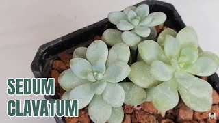 suculentas sedum clavatum donsuculento [upl. by Etana]