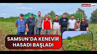 Samsun’da kenevir hasadı başladı [upl. by Errot]