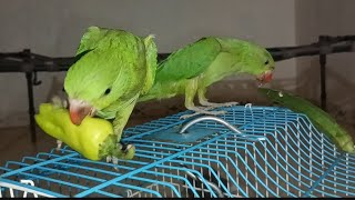 MY PARROT 🦜EATING MIRCHI 🌶️ AND BHINDI [upl. by Dixil]