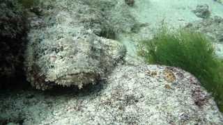 The Venemous Spotted Scorpionfish [upl. by Lledra290]