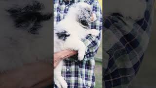 Blue Tri Merle Border Collie Puppy Sparrow Playing with Mum and Family shorts BonnieroyFarm [upl. by Aluino]