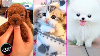 Videos Chistosos y Adorables de Animales [upl. by Pansir]