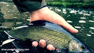 Fly Fishing For Grayling With A Team Of 3 Czech Nymphs [upl. by Humfrid656]