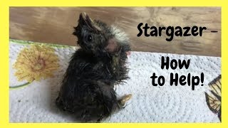 Stargazer  How to Help a Chick With Wry or Crooked Neck [upl. by Bechler]