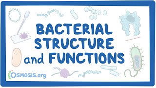 Bacterial Structure and Functions [upl. by Erotavlas]