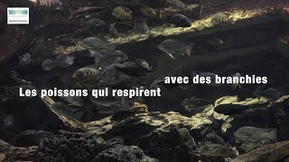 Les poissons qui respirent avec des branchies [upl. by Assehc]