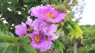 Flowering Trees Southwest Florida [upl. by Hilaire]