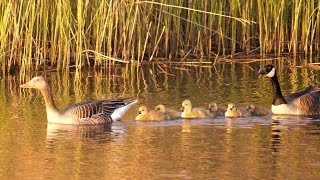 Greylag Goose x Canada Goose family with 6 Goslings [upl. by Pich]