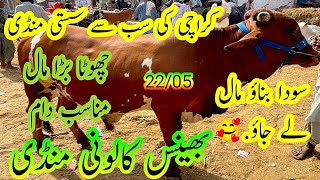 Bhains Colony Sasti Mandi Munasib Dam Har Kisi ka Soda Bane gacow [upl. by Yttik]