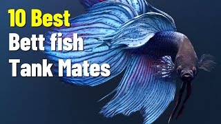 Best Betta Fish Tank Mates For Community Aquarium [upl. by Marketa543]