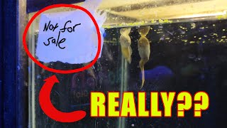 The truth behind reptile shops  Creatures Plus Rhode Island [upl. by Agatha]