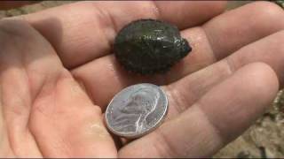 Baby Eastern Painted Turtles  part 1 of 4 [upl. by Hairaza]