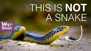 Glass Lizards  Legless Lizard Looks Like a Snake  WILD WANDER [upl. by Telrahc]