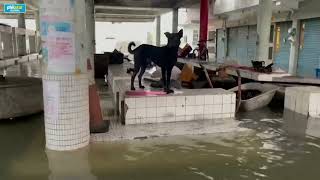 Typhoon Gaemi floods homes in Taiwans Kaohsiung [upl. by Sirromaj]