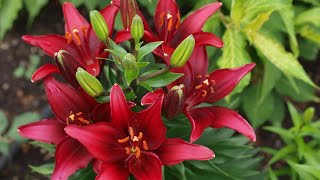 How to Grow Asiatic Lily Bulbs  Fun Gardening [upl. by Airamalegna]