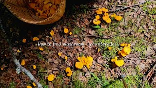 How to find mushrooms chantarelles Mushrooms คนไทยในต่างแดน [upl. by Ronal]