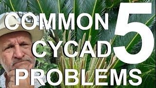 Five Common Cycad Problems Treatment and Recovery  Sago Palm Cycas revoluta [upl. by Nosretep]