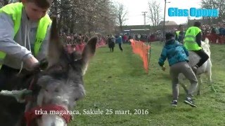 Sakule trka magaraca 2016 [upl. by Graham]