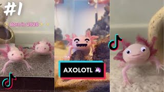 Axolotl  TikTok Compilation 2023 4K [upl. by Roosevelt]