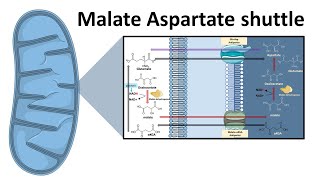 Malate aspartate shuttle system [upl. by Siul]