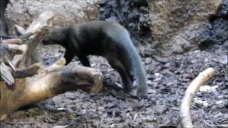 quotJaguarundisquotLive Video von Wolfgang Schmökel [upl. by Marih]