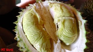 Bao Sheng Durian Farm Penang How to pick and choose the best Durian [upl. by Nilloc]