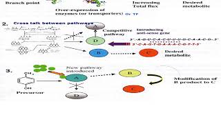 Metabolic Engineering [upl. by Albertson]