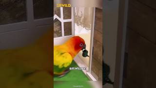 Intelligent amp Beautiful Parrot  Sun Conure shorts [upl. by Asiral]