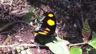 Hosteria Finca El Pigual Puyo Pastaza Ecuador  Video Mariposas Silvestres [upl. by Llerrad]