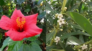 Hibiscus and Myoporum Laetum Flowers [upl. by Cirederf410]