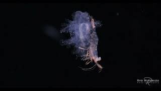 Shrimp larvae successfully navigate sea cucumber larvae  Auricularia rider [upl. by Llyrad774]