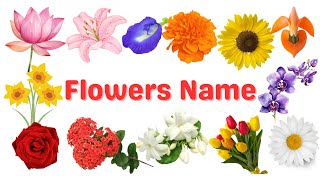 Flowers Name  20 Flowers Name  Flowers Name In English [upl. by Ydnem]