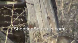 Ground Squirrel Hunting With 17HMR Ballistic Tips [upl. by Keelia987]