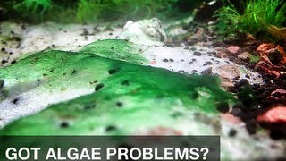 Got algae problems in your aquarium try this safe and simple solution [upl. by Nodnorb]