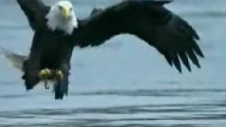 Zeitlupe Seeadler beim fischen slow motion eagle fishing [upl. by Weasner914]